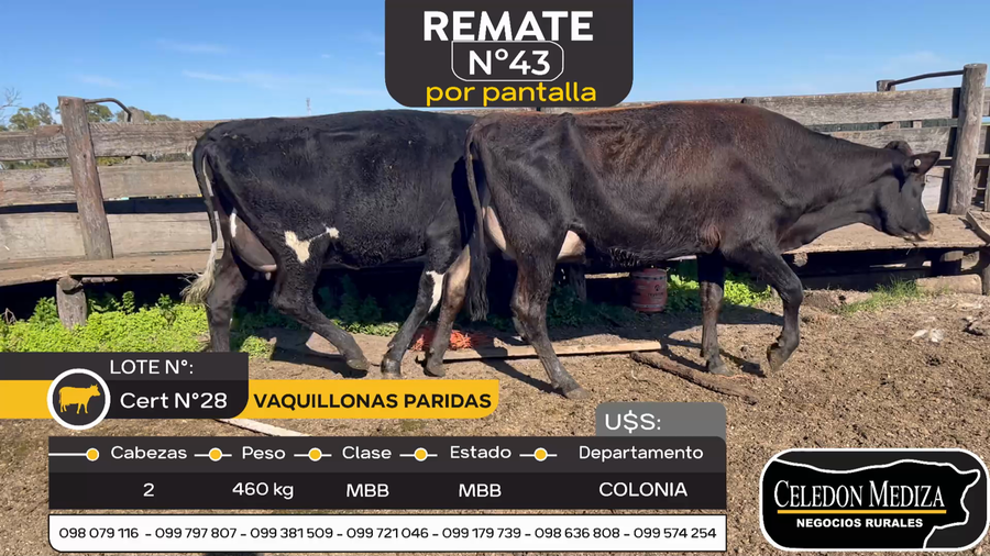 Lote 2 Vacas en produccion en Otra Localidad, Colonia
