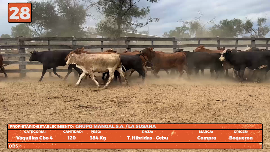 Lote LOTE 28