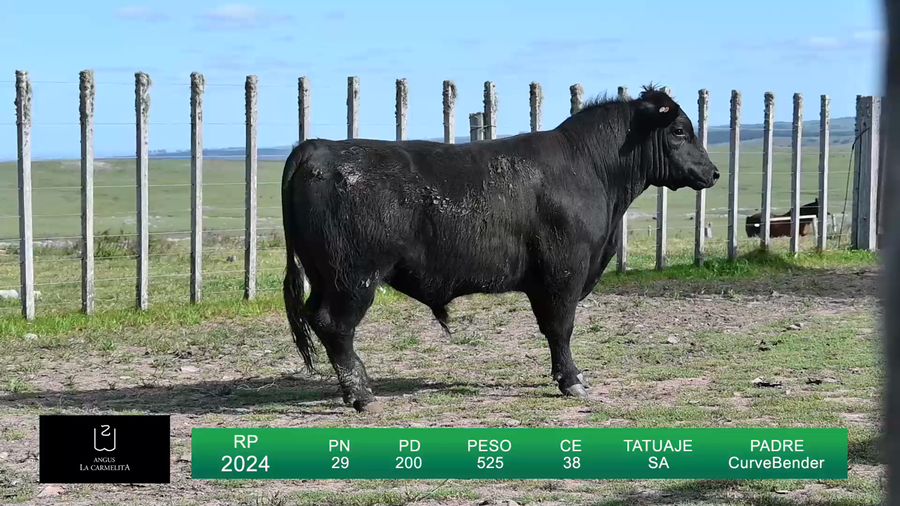 Lote TOROS LA CARMELITA