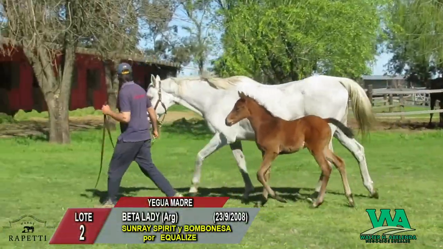 Lote BETA LADY (Arg)