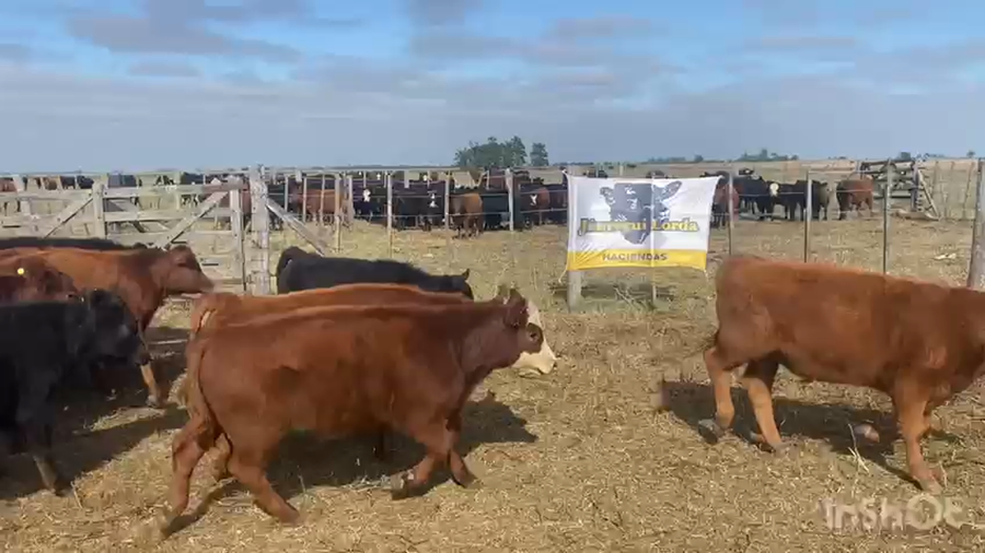 Lote 60 Terneros en Tandil, Buenos Aires