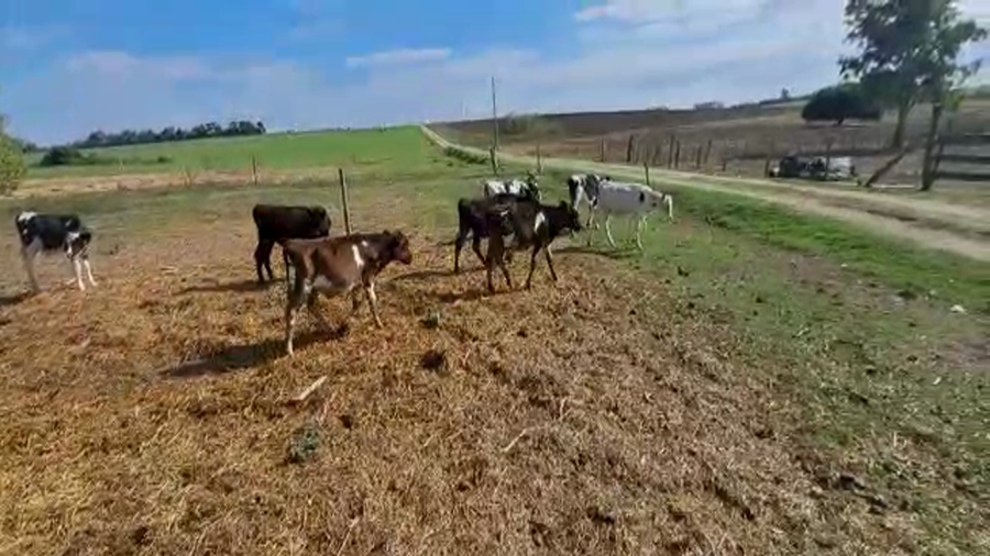 Lote 8 Terneros en Artigas