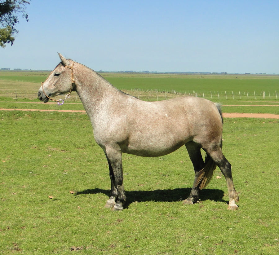 Lote Criollos da Fronteira La Cañada RC Frontera RP: 40