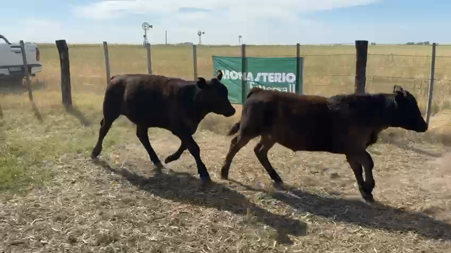 Lote 70 Terneros en Arboledas