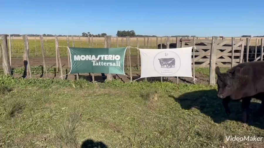 Lote 110 Terneros en A. Gonzales Chaves