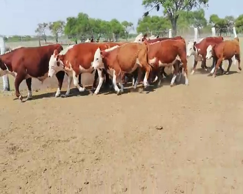 Lote 26 Novillitos en Federal, Entre Ríos