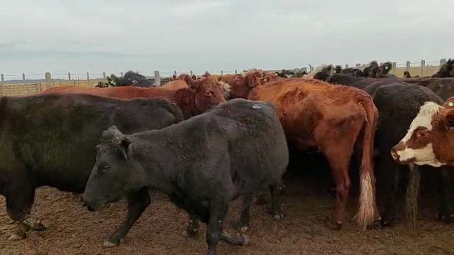 Lote 70 Vacas CUT preñadas en Dolores, Buenos Aires