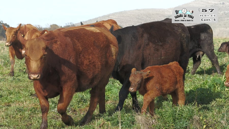 Lote VAQUILLONAS GENERALES CON CRIA