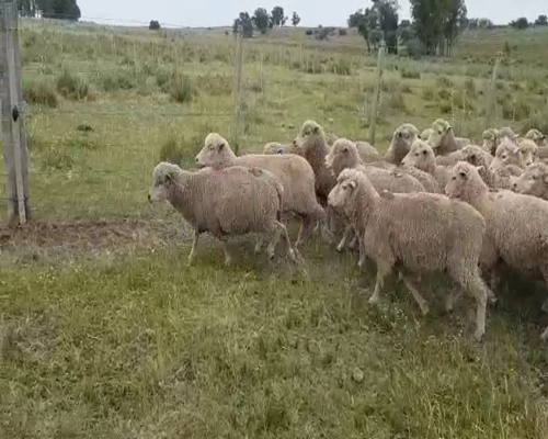 Lote 30 Ovejas