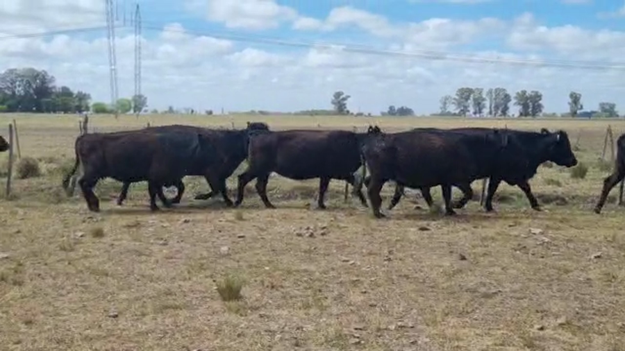 Lote 17 Vacas usada C/ gtia de preñez en Brandsen, Buenos Aires
