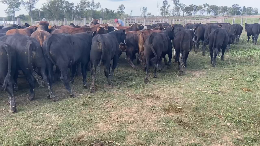 Lote 80 Novillitos en Pirané, Formosa