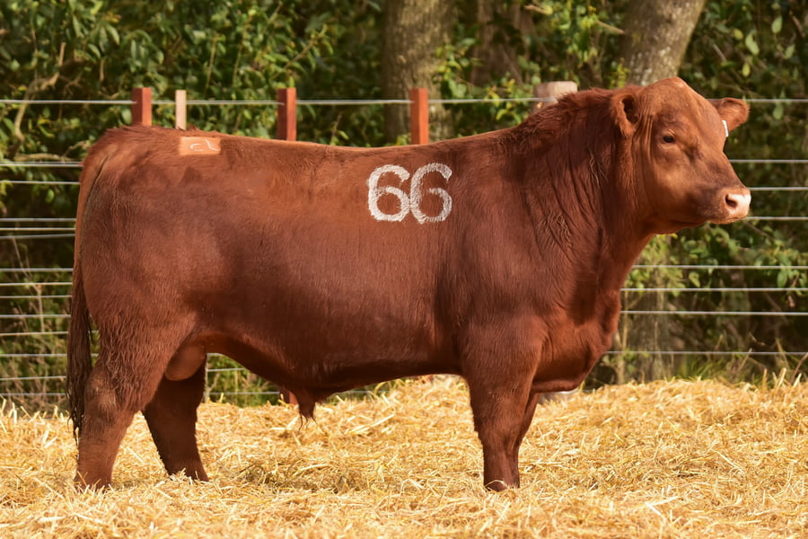 Lote TOROS ANGUS PC