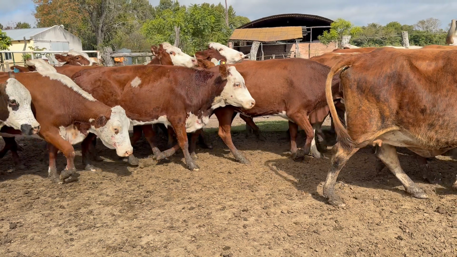 Lote 36 Vacas C/ gtia de preñez