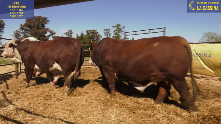 Lote TOROS BRAFORD