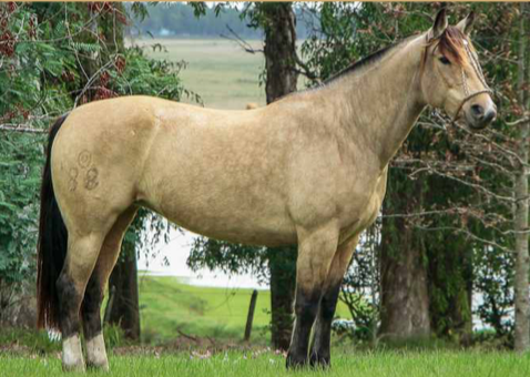 Lote FRAGANCIA DE LA COLINA