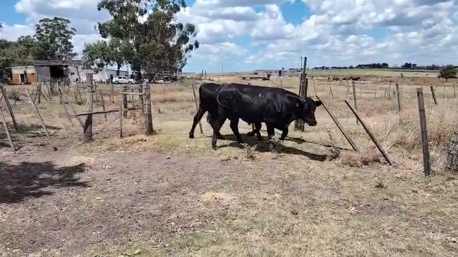 Lote 2 Novillos, San José