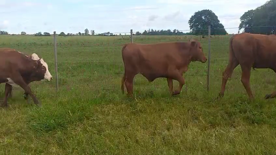 Lote 120 Terneros en Corrientes, Bella Vista