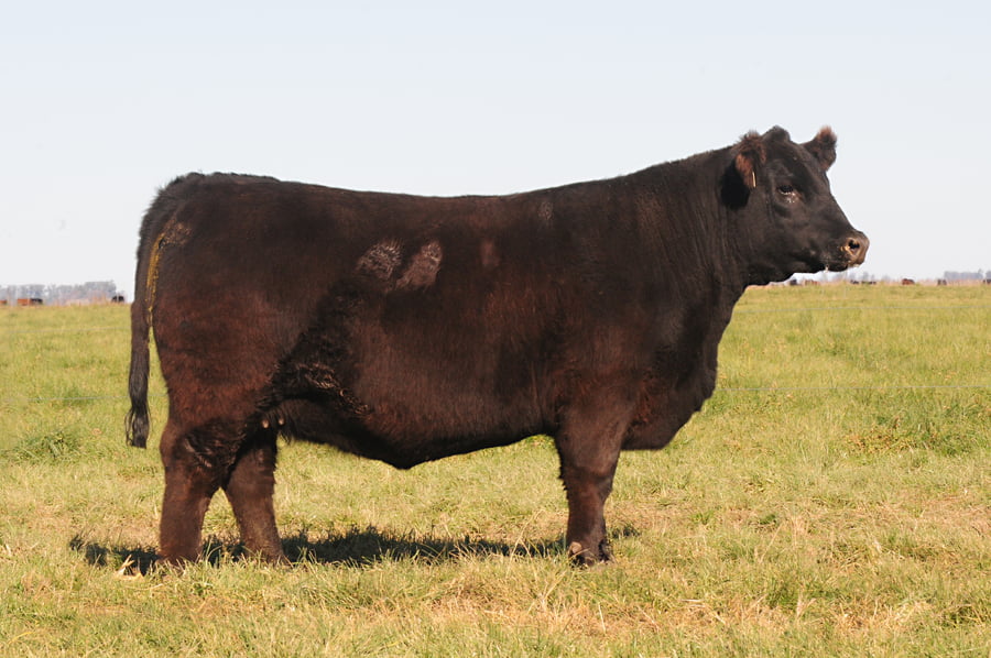 Lote Eleccion de una Vaquillona PP