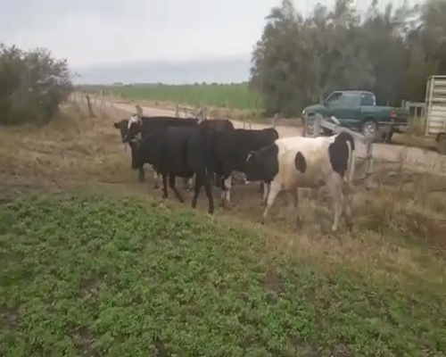 Lote 6 Terneros HOLANDO a remate en Pantalla Camy 180 - 200kg - , San José