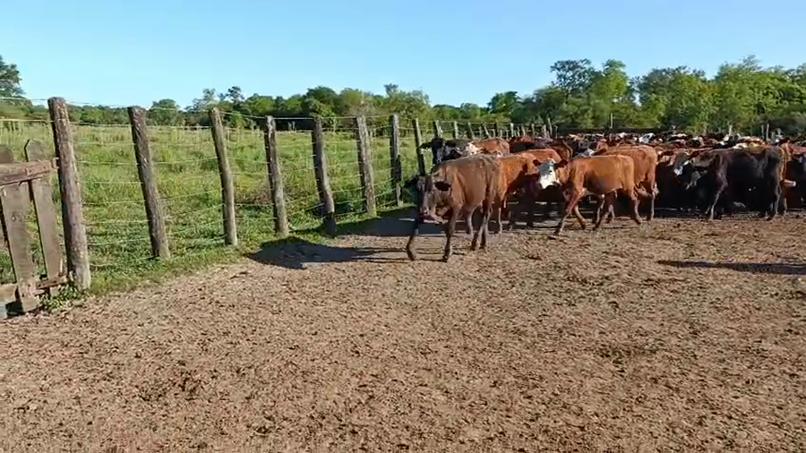 Lote 90 Novillitos