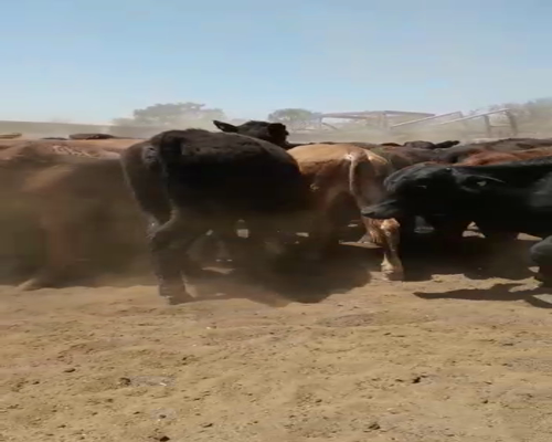 Lote 120 Terneros/as en Monte Quemado, Santiago del Estero