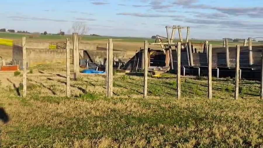 Lote 17 Terneras a remate en Pantalla Aniversario - Escritorio Camy, San José