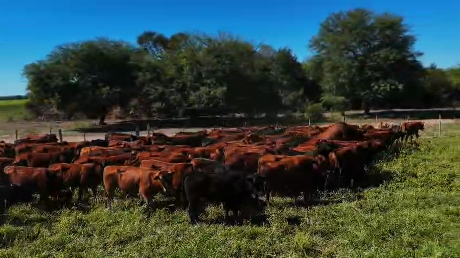 Lote 160 Novillitos en Formosa, Subteniente Perín
