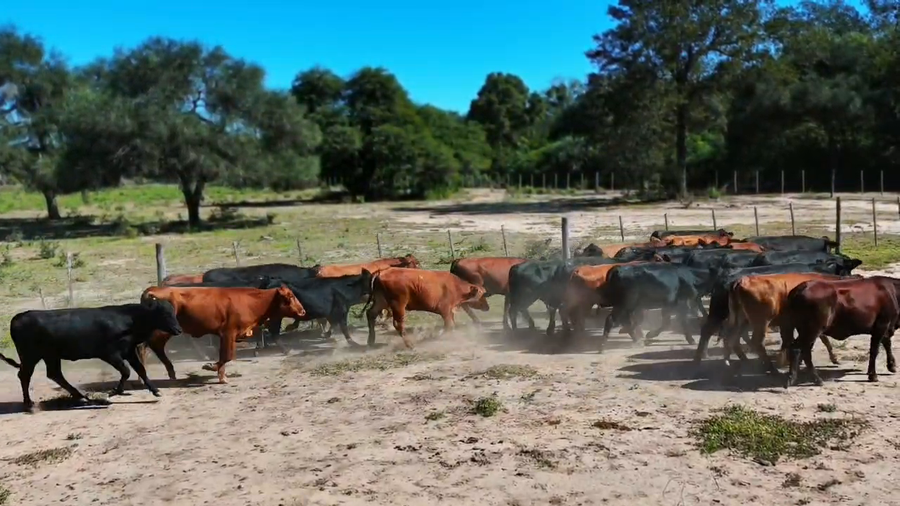 Lote 80 Vaquillonas en Formosa, Subteniente Perín