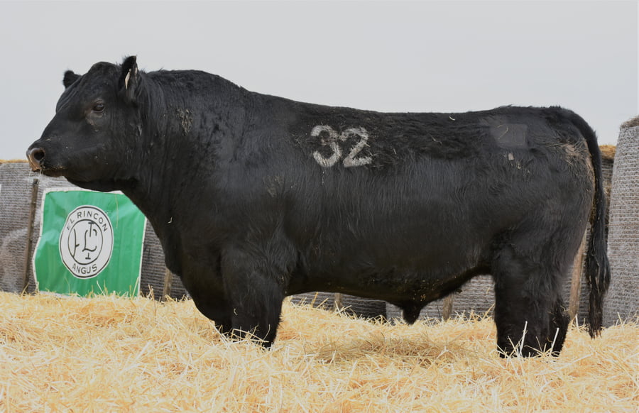Lote TOROS PC