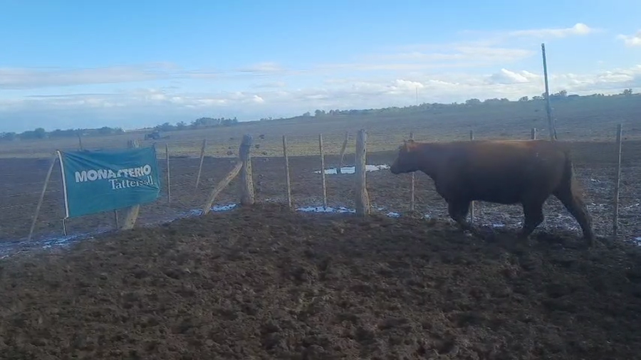 Lote 16 Vaquillonas c/garantía de preñez en Pellegrini