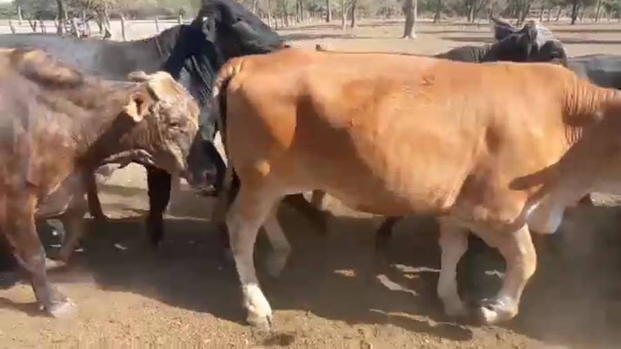 Lote 58 Toros de invernar en J.J. Castelli, Chaco