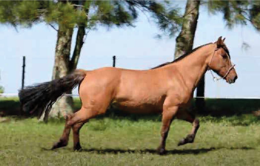 Lote El Gavilán Musulmana (RP 422) Cabaña "El Gavilán"