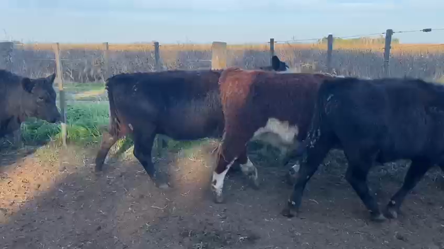 Lote 80 Novillitos y vaquillonas en Tres Arroyos, Buenos Aires