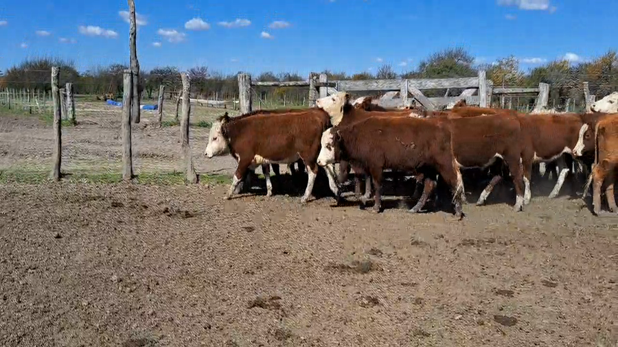 Lote 40 Novillitos