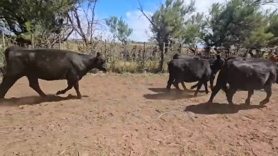 Lote 12 Vaquillonas en Gral. Lamadrid, Buenos Aires