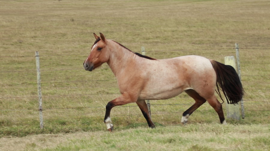 Lote TERRON Moira 234