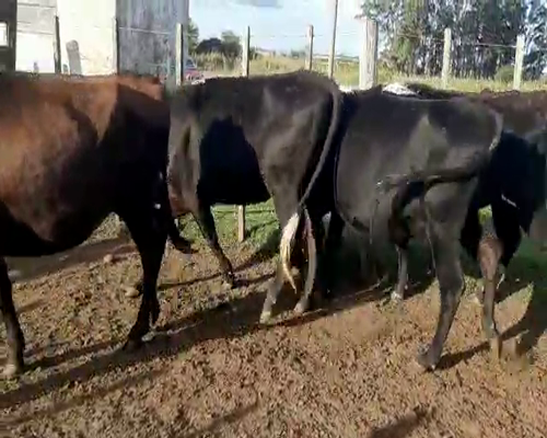 Lote 4 Vaquillonas  KIWI a remate en Remate Elite por Pantalla de Ganado Lechero 350kg - , San José