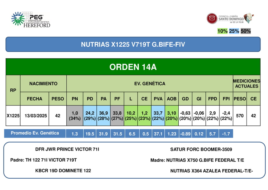 Lote ORDEN 14 TOROS PP
