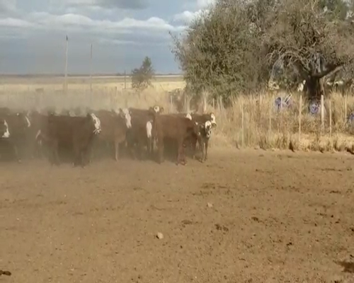 Lote 220 Terneras en San José de La Dormida, Córdoba