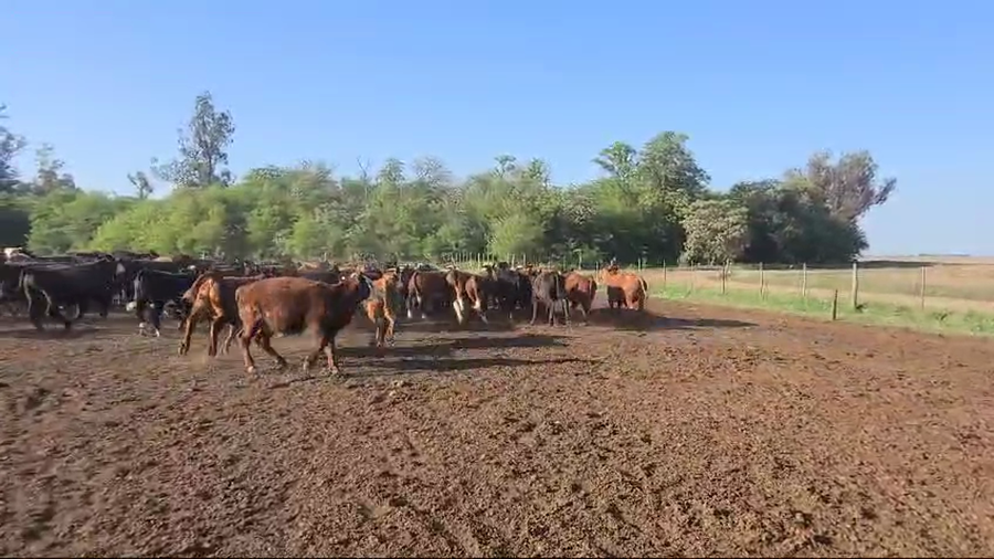 Lote 145 Novillitos