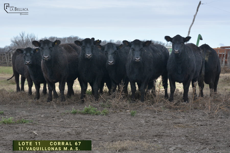 Lote VAQUILLONA M.A.S.