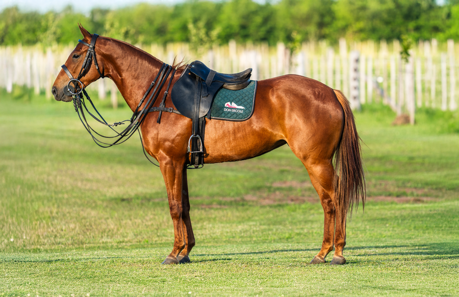 Lote DON ERCOLE LAZY