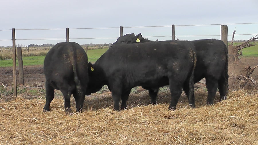 Lote TOROS PUROS POR CRUZA