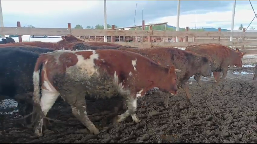 Lote 23 Vaquilla Gorda en Los Ángeles, VIII Región Biobío