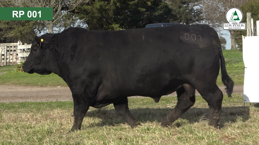Lote 3 Toros ANGUS a remate en 40º Remate Anual - Cabaña Los Pinos en Balcarce