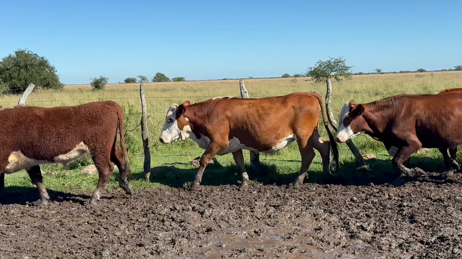 Lote 80 Novillos en Corrientes, Mercedes