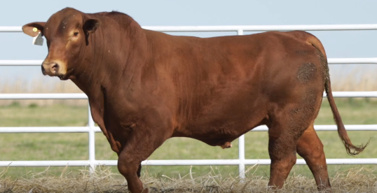 Lote TOROS GENERALES, CONTROLADOS Y REGISTRADOS