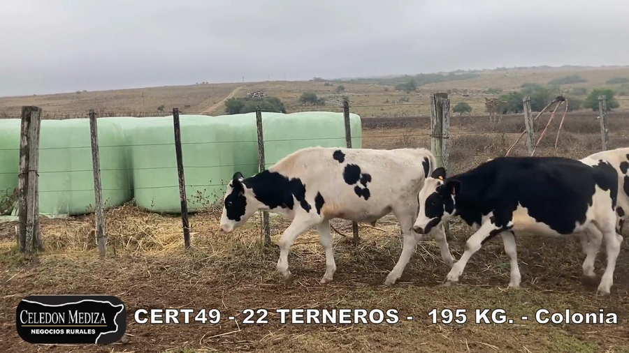 Lote 22 Terneros en Colonia