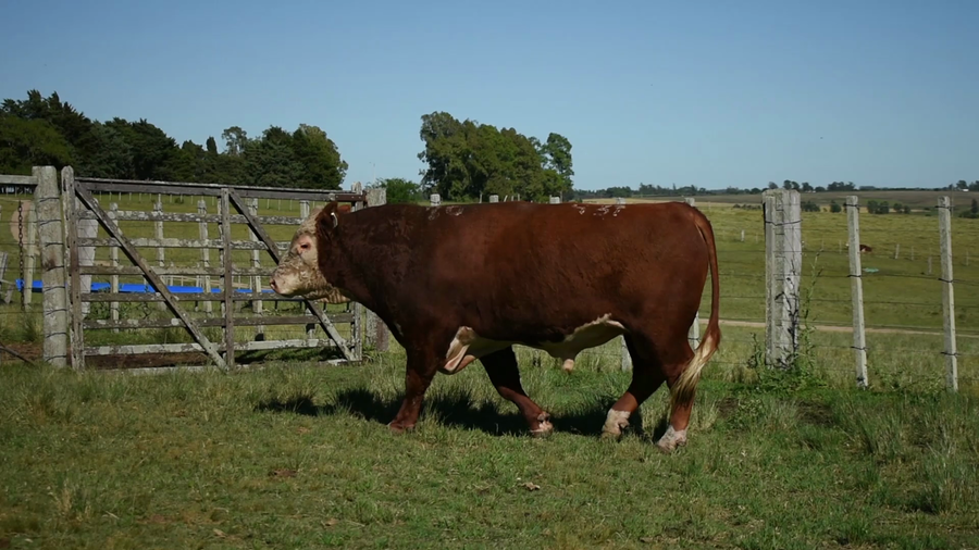 Lote "Doña Elisa", RP 437