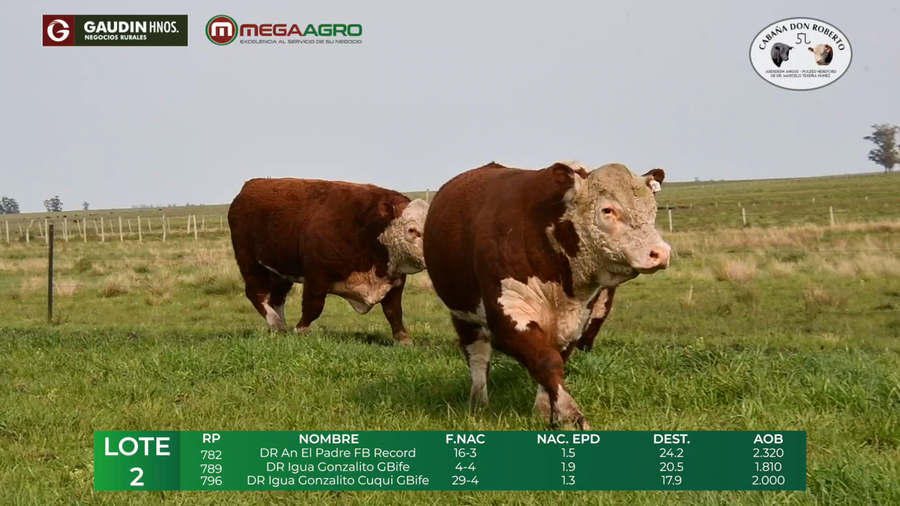 Lote LOTE 2        POLLED HEREFORD     2 1/2 años